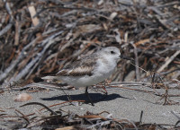 Port Kennedy - Long Point